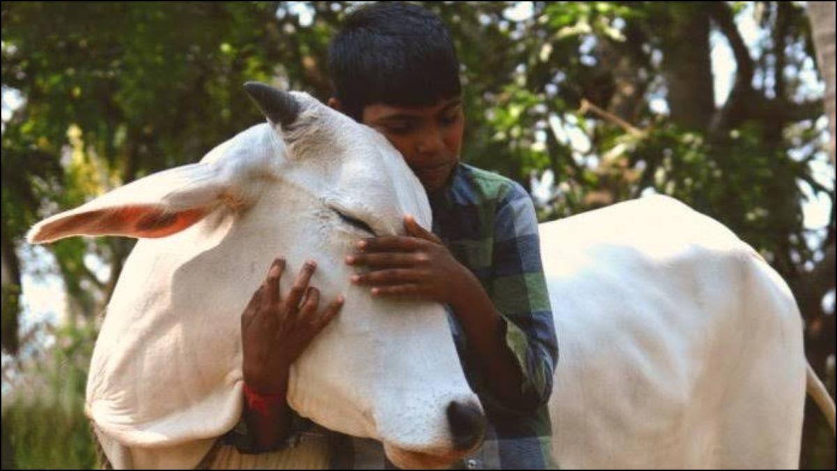 ‘भ्यालेन्टाइन दिवस’लाई ‘काउ हग डे’ मनाउने भारतीय निर्णयले तहल्का